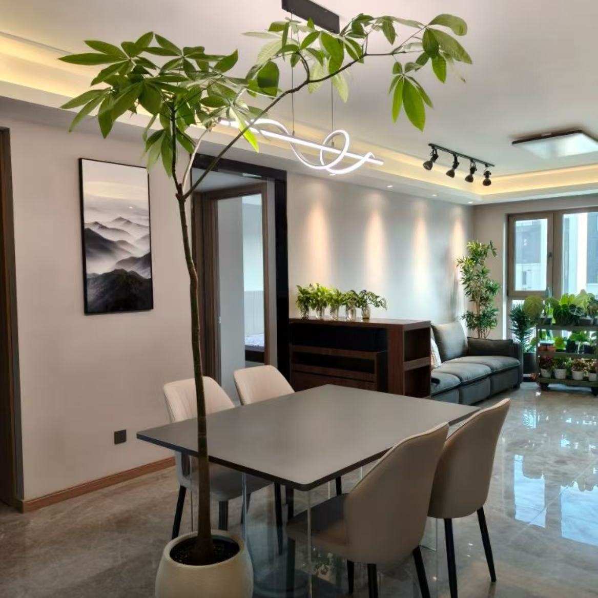 顺丰包邮大型发财树产地直发