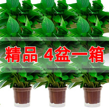16.8元包邮  州蓝绿植绿萝盆栽 12cm共4盆