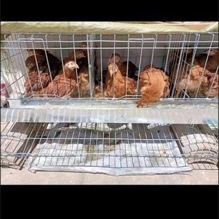 家用蛋鸡笼养鸡笼自动滚蛋鸡笼子养殖鸡笼特大号鸡舍铁丝网鸡鸭笼