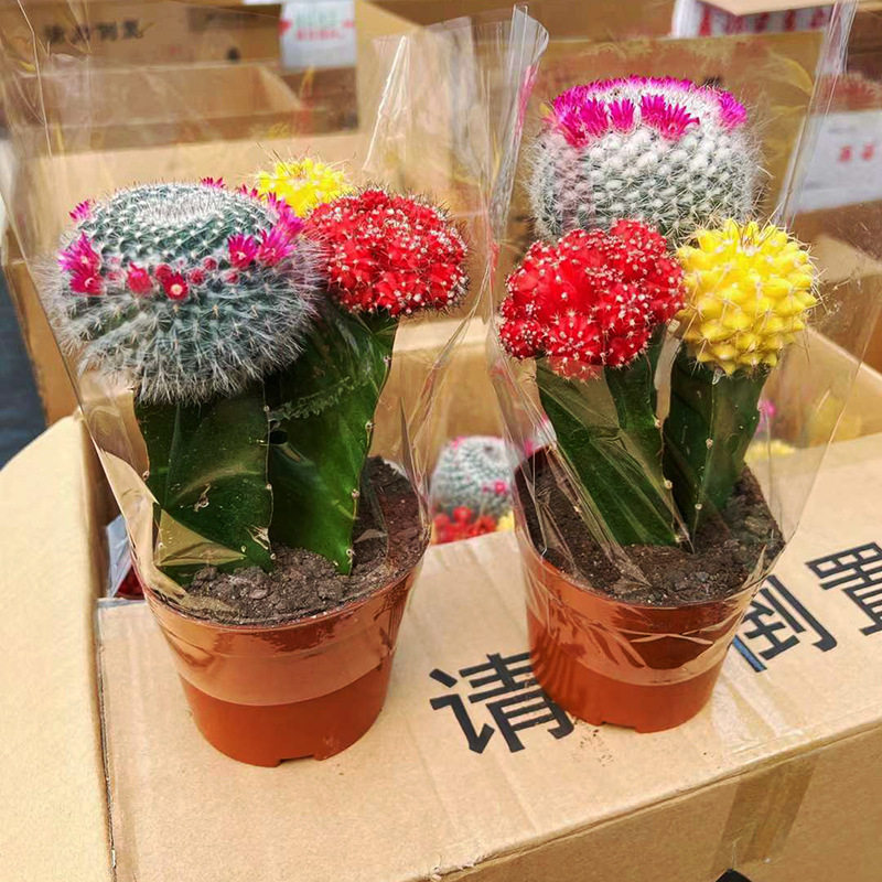 基地直供多肉盆栽140#大三组合