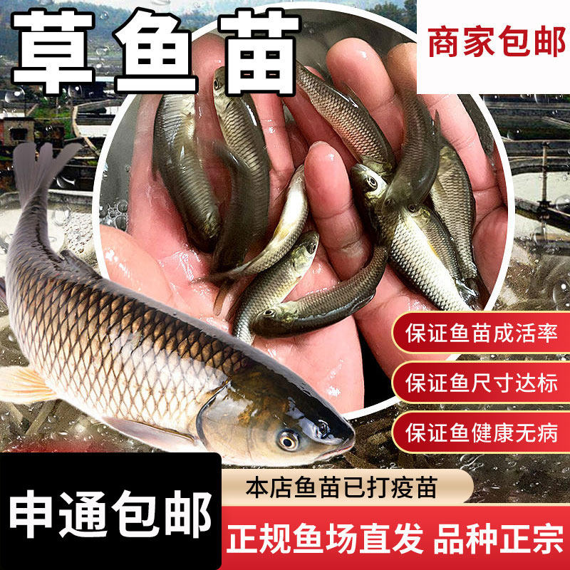 草鱼活苗淡水活体鱼半斤一斤大规格好养殖20cm食用小草鱼鱼苗