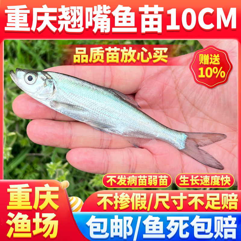 翘嘴鱼苗白鱼凶猛苗翘鲌苗淡水好养殖食用大米翘壳鱼耐活