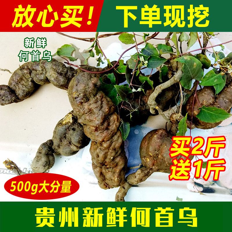 贵州深山采挖新鲜何首乌