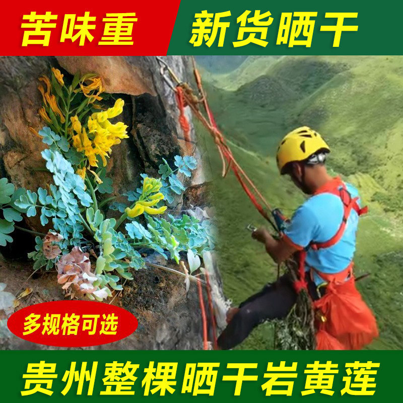 贵州岩黄莲500g克中草药岩黄连崖黄连岩胡岩连菊花黄连土生正宗