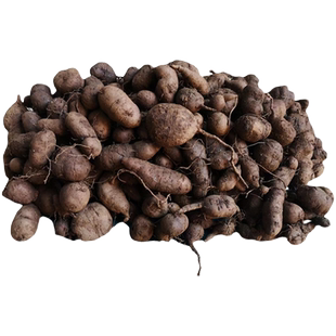 正宗三叶青新鲜中药材大个金线吊葫芦吊金钟500g克包邮大颗