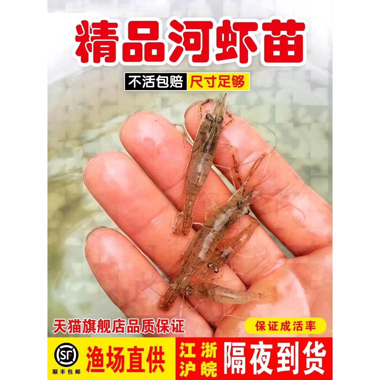 河虾苗青虾太湖三号沼虾苗长臂大头虾苗养殖淡水清虾苗活体淡水养