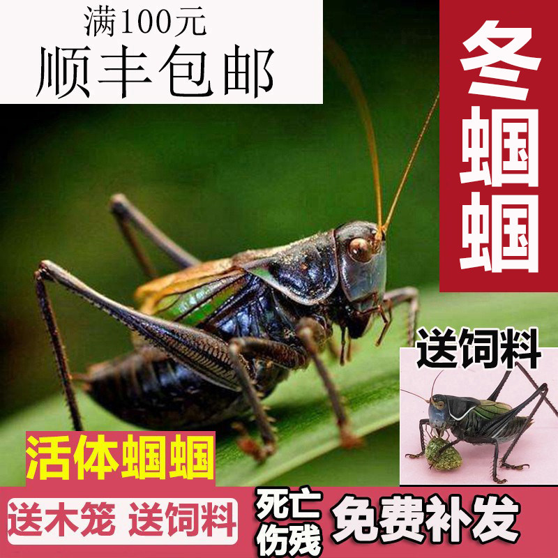 螽斯活虫鸣虫带笼子新脱铁皮叫螽斯天津绿大肚子翡翠平谷冬螽斯虫