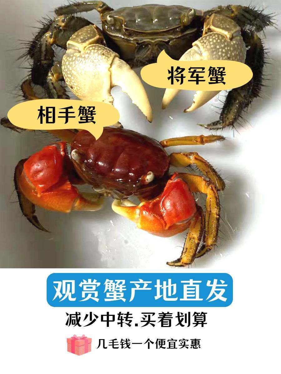 相手蟹淡水蟹观赏蟹宠物螃蟹