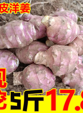 红皮洋姜新鲜现挖红洋姜种姜菊芋大果小姜不辣腌菜紫色地环鬼子姜