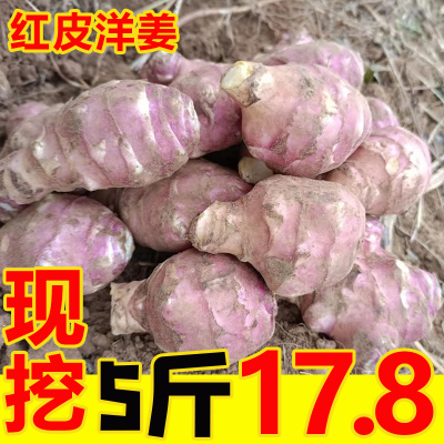 红皮洋姜新鲜现挖红洋姜种姜菊芋大果小姜不辣腌菜紫色地环鬼子姜