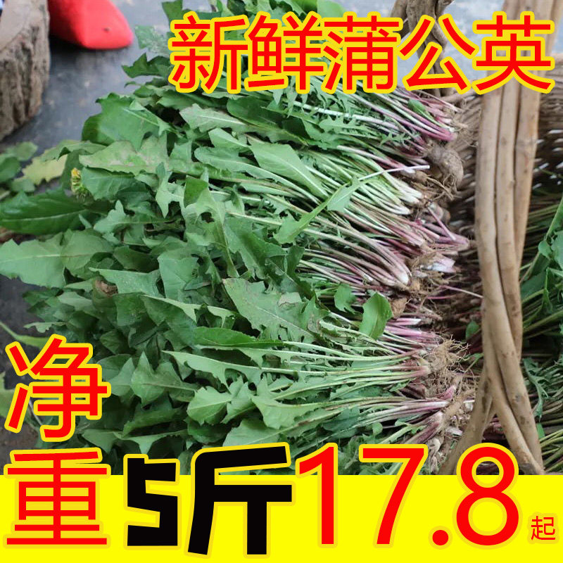 fresh Dandelion Wild Potherb Mother Ding Leaves Wild vegetables Bitter herbs Northeast Dipping saucein the Aquatic meat/Fresh fruits and vegetables/Cooked , Fresh vegetables/Vegetable products , Fresh vegetables , Other  category - from Buy2taobao.com to provide professional Taobao agent buy service