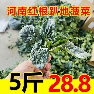 河南红根趴地菠菜新鲜应季绿叶菜霜冻菠菜涮菜蔬菜纯露天现挖包邮