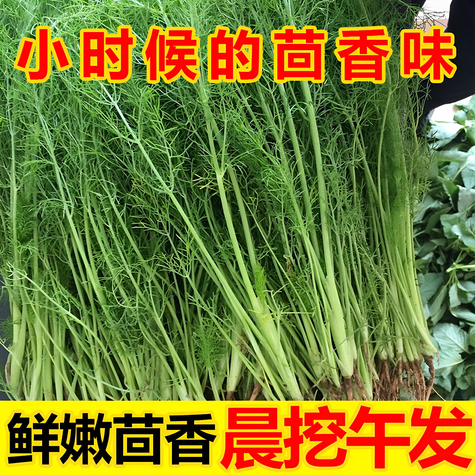 新鲜茴香菜2斤小茴香饺子馅蔬菜
