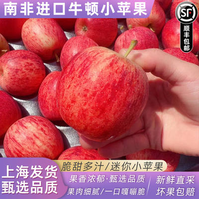 南非牛顿小苹果新鲜水果 脆甜进口加力嘎啦富士迷你冰糖苹果顺丰
