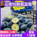 顺丰现货云南限量版 新鲜蓝莓鲜果孕妇水果 怡颗莓蓝莓12盒大果当季