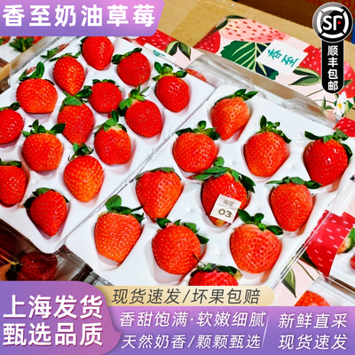 顺丰空运香至草莓新鲜水果丹东草莓奶油香野草莓新鲜有机草莓香甜