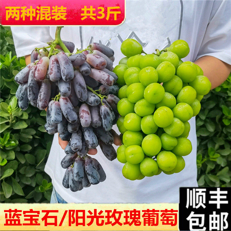 组合2种王金手指顺丰蓝宝石葡萄