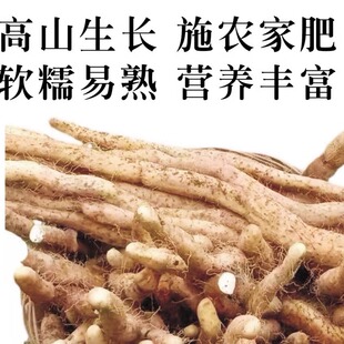 四川雅安宝兴3斤包邮大雪山滋补半野生新鲜山药现挖产地孕妇小孩