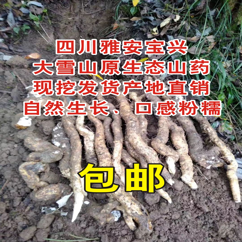 宝兴野生山药原生态产地直销现挖