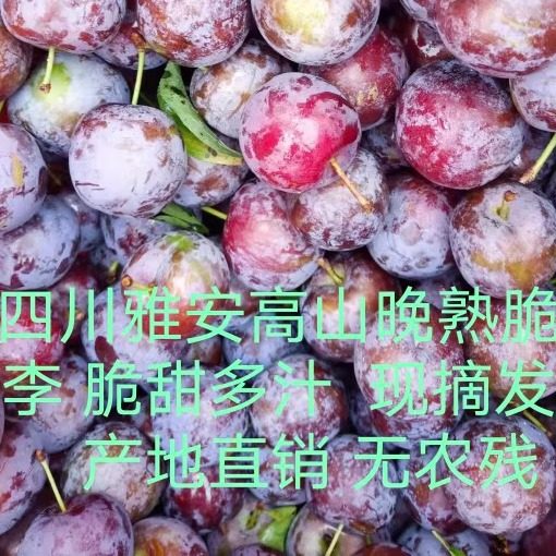 四川宝兴高子李子多汁无农残甜