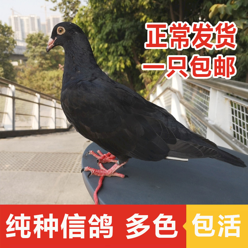 鸽子活体信鸽活物家养活鸽子肉鸽大型鸽赛鸽活鸽子青年鸽幼鸽子苗