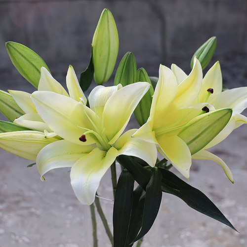 黄天霸香水百合鲜花一束云南基地直发水养黄百合同城速递鲜切花