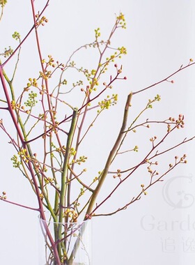 灯台花枝鲜切花枝条基地直发干枝腊梅鲜花花束客厅办公室水养插花