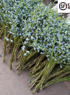 高品质云南新鲜尤加利果鲜花配花木本鲜切枝同城配送水养可做干花