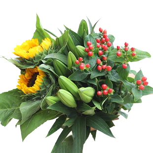 绿毛球鲜花云南基地直发斗南花市插花水养花束办公家庭绿石竹切花