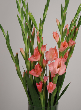 粉红色剑兰鲜切花节节高兰花云南基地直发同城速递水养鲜花庆功宴