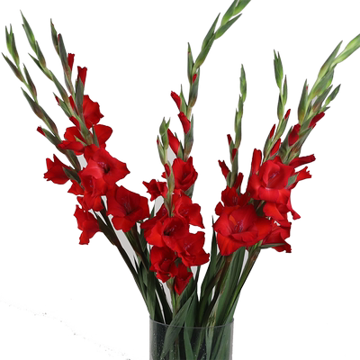 鲜切花粉红色剑兰节节高庆功宴