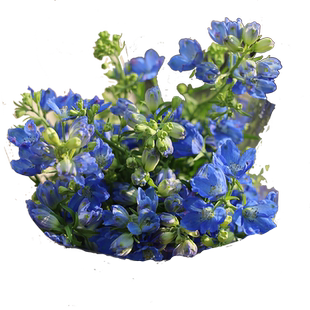 小飞燕鲜花云南基地直发同城速递大飞燕翠珠鲜切花粉红色插花风铃