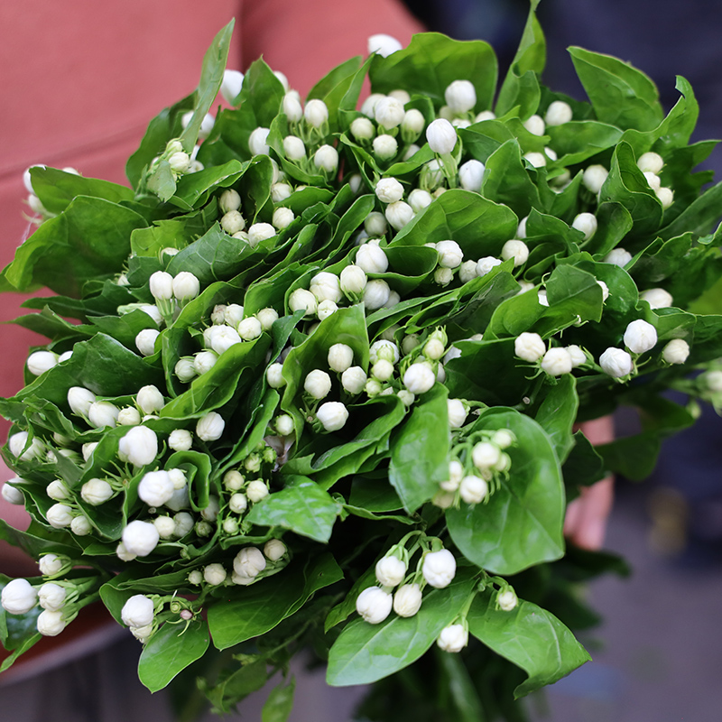 茉莉鲜花基地直发同城云南昆明