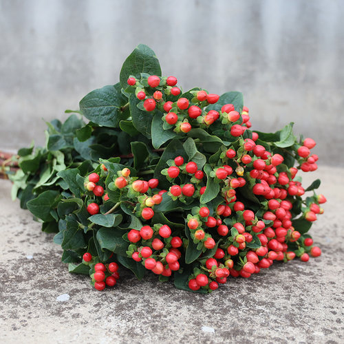 红豆鲜花相思豆粉豆白火龙珠基地直发鲜切花家庭婚庆客厅插花配草