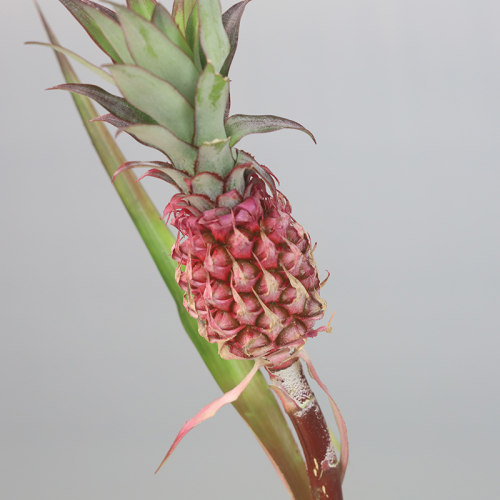 粉色黑凤梨小凤梨拇指凤梨水培瓶插鲜花同城速递斗南发货