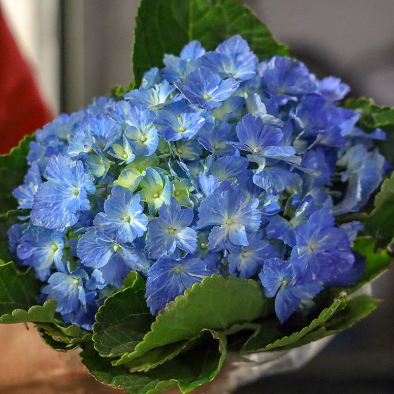 绣球鲜切花云南基地直发多色蓝色粉色宝蓝色绣球鲜花速递家用婚礼