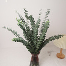 尤加利叶鲜花新鲜枝条基地直批百搭配草配叶红豆黄英一束同城速递