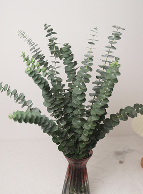 尤加利叶鲜花新鲜枝条基地直批百搭配草配叶红豆黄英一束同城速递