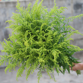 黄英草配花云南昆明鲜花基地直发黄莺鲜花配草配叶鲜花店玫瑰配花