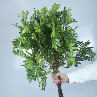 清香木鲜花鲜切枝条一束绿色千香木叶子净化空气水养带枝条新鲜花