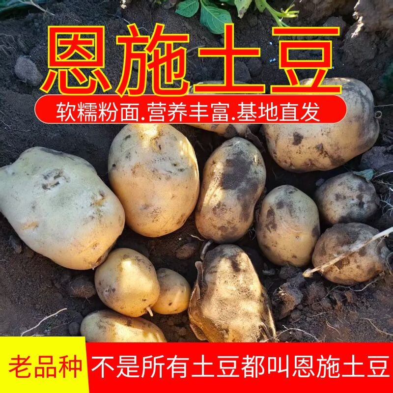 湖北高山小土豆新鲜老品种恩施马尔科小土豆自种黄心洋芋粉糯好吃