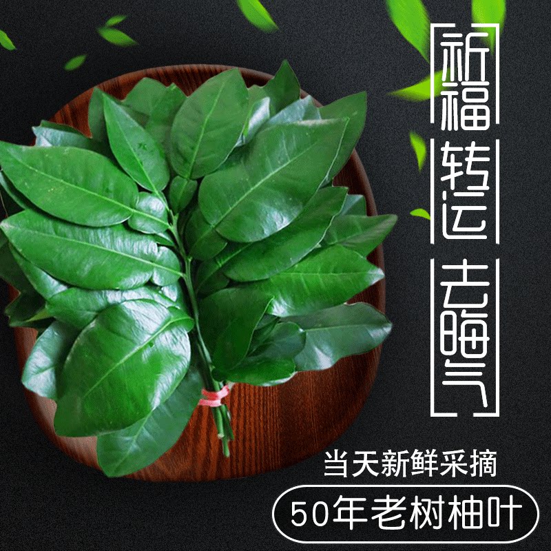 【当天鲜采】新鲜柚子叶祈福转运去晦气6份24把50年老树叶子
