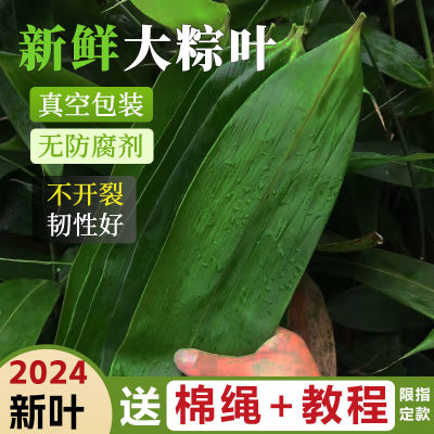 粽叶新鲜粽子叶大号精选商家用包粽子的专用叶子端午鲜叶干叶特大