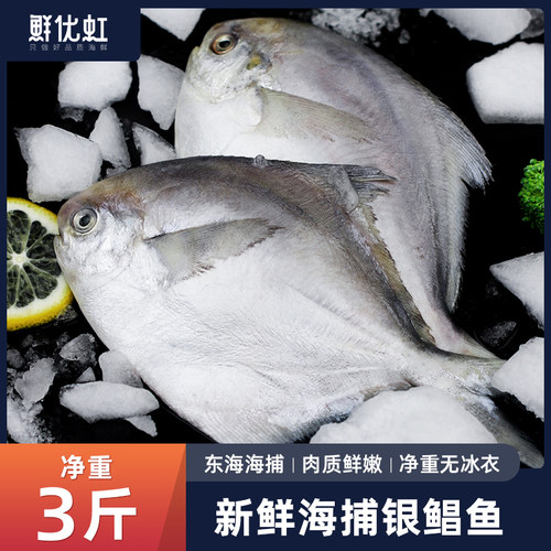 舟山银鲳鱼新鲜鲜活冷冻特大整箱