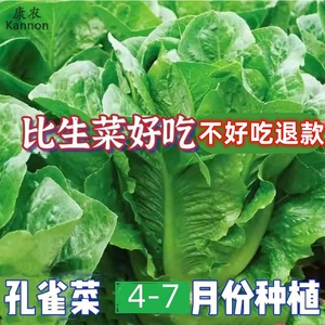 孔雀菜种子罗马生菜种孑四季沙拉菜种籽四季种植耐寒阳台盆栽蔬菜