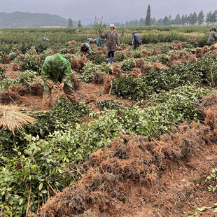 销江西高产嫁接油茶苗良种油茶树苗矮化茶籽树苗长林系红皮大果厂