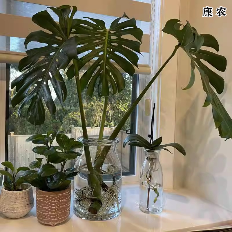 客厅绿植龟背竹~水培龟背竹植物办公室室内~吸除甲醛生根长叶绿植