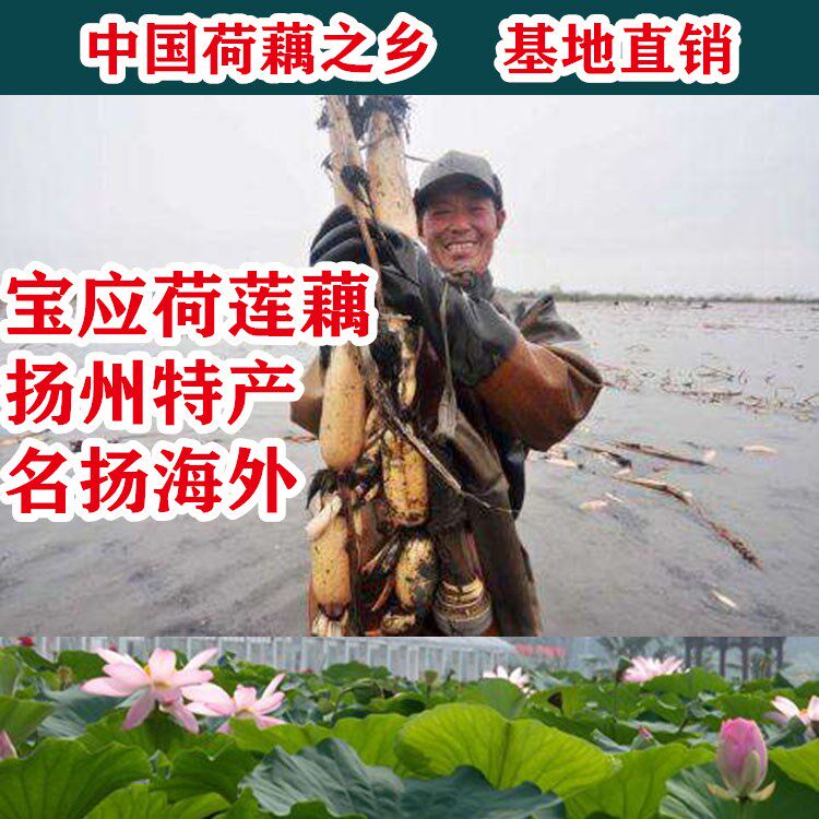宝应美人红食用莲藕种藕苗荷花莲子种子浅水粉藕种植高产榨汁煲汤