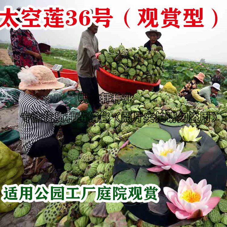 太空莲36号藕种籽子建宁广昌白莲湘莲莲子种子观赏荷花藕苗产莲子