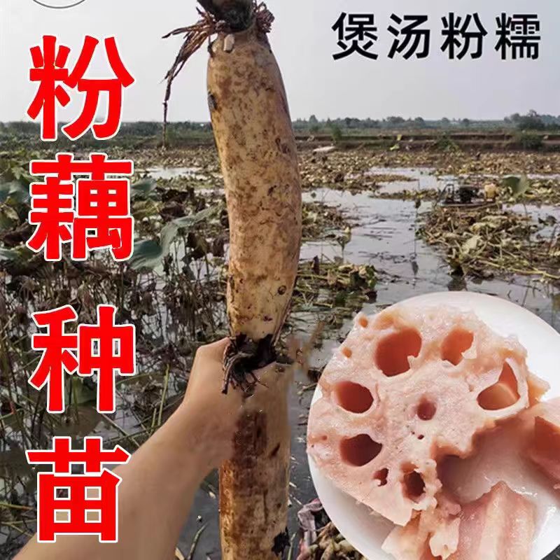 粉藕莲藕种苗洪湖粉藕苗高产食用藕种盆栽缸桶池塘水田深浅水种植 鲜花速递/花卉仿真/绿植园艺 种苗/半成品盆栽 原图主图